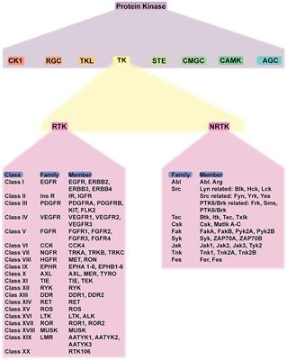 The two facets of receptor tyrosine kinase in cardiovascular calcification—can tyrosine kinase inhibitors benefit cardiovascular system?